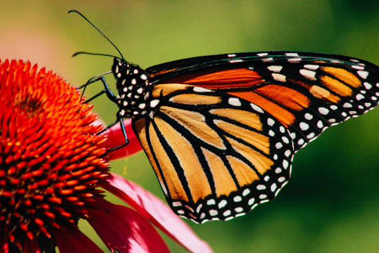 Monarch butterfly on coneflower