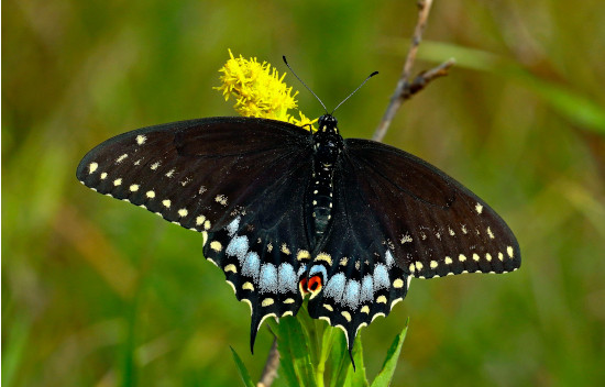 swallowtail