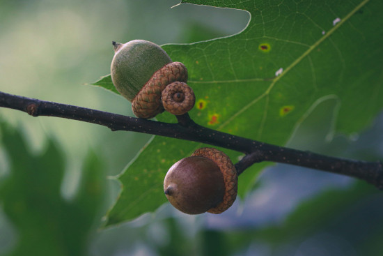 two acorns on a branch with a leaf behind it