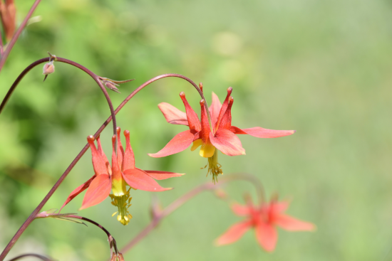 Red columbine