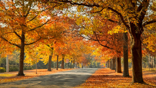 Road lined with trees in autumn