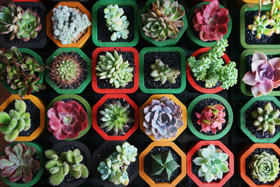 Small succulents organized in different shaped pots